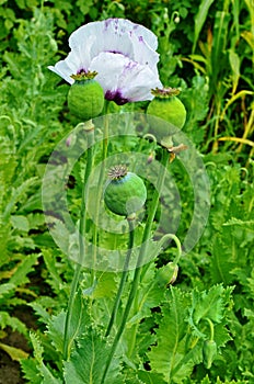 Poppy somnolent during blossoming