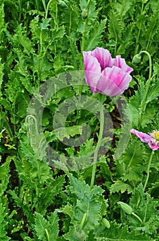 Poppy somnolent during blossoming