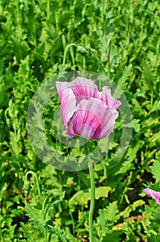 Poppy somnolent during blossoming