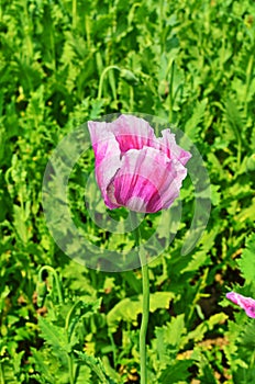 Poppy somnolent during blossoming