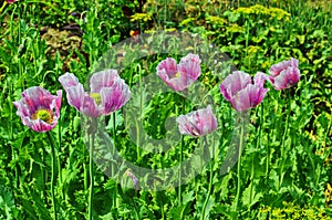 Poppy somnolent during blossoming