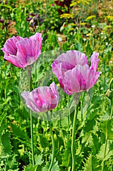 Poppy somnolent during blossoming