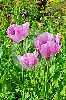 Poppy somnolent during blossoming