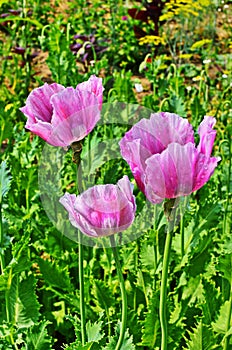 Poppy somnolent during blossoming
