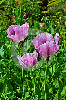 Poppy somnolent during blossoming