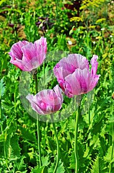 Poppy somnolent during blossoming