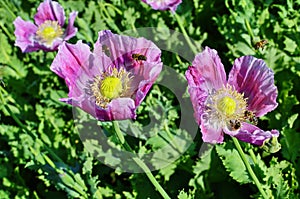 Poppy somnolent during blossoming