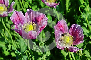 Poppy somnolent during blossoming