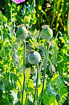 Poppy somnolent during blossoming