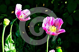 Poppy somnolent during blossoming