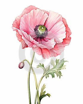 Poppy: A Staggering Beauty