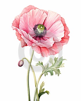 Poppy: A Staggering Beauty photo