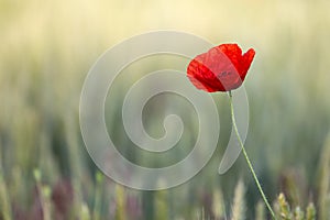 Poppy on a summer meadow