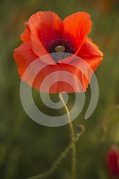 A poppy at sunset