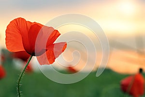 Poppy at sunset