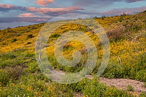 Poppy Superbloom in Arizona