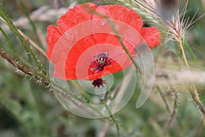 Poppy thorny stem. Red flower. Seed head. Green background.