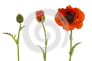 Poppy in three stages, from bud to blooming flower on a white background