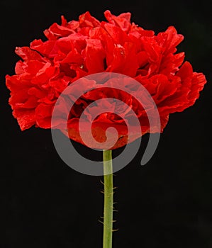 Poppy variant.