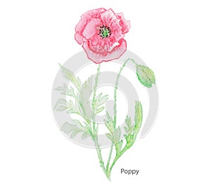 Poppy water color painting