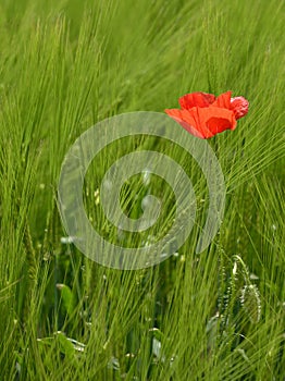 Poppy in Wheat Field