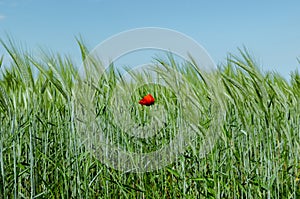 Poppy in wheat field