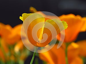 Poppy yellow garden flowers. California Poppy. Orange yellow flower closeup on blurred background.