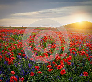 Poppyfield with bellflower at evening sunset