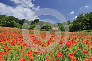 Poppyfield's