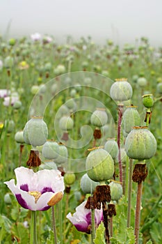 Poppyhead green field