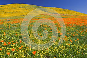 Poppys in full bloom