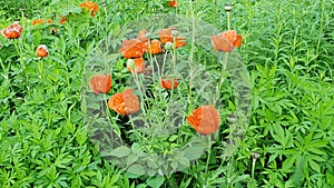 Poppys at full bloom