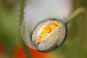 Poppy bud