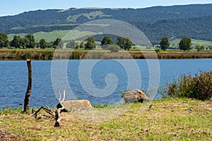 A popular bird watching lake in the Natal Midlands