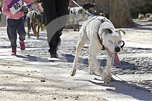 Popular canicross race