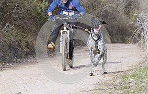 Popular canicross race