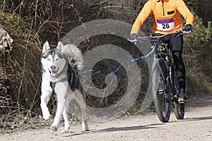 Popular canicross race photo