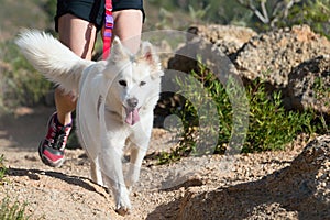 Popular canicross race