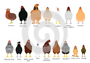 16 popular chicken breeds bundle photo