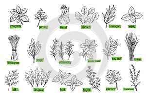 Popular culinary herbs