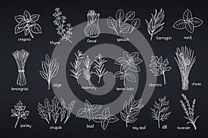 Popular culinary herbs