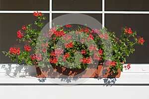 A popular decorative plant.