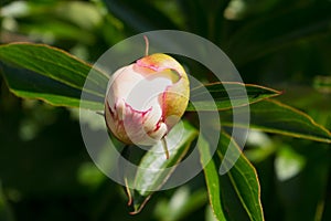 A popular decorative plant called Peony.