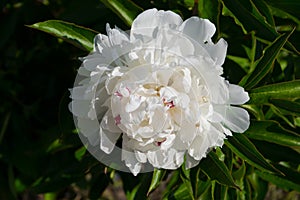 A popular decorative plant called Peony.