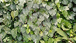 Popular edible betel leaves Green piper betle leaf