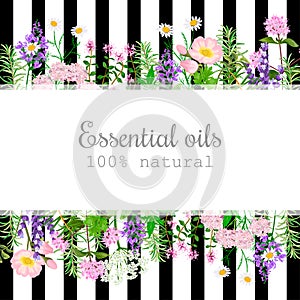 Popular essential oil plants label set on black stripes