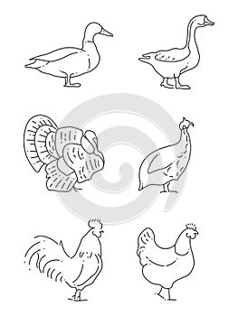 Popular farm birds thin line icons