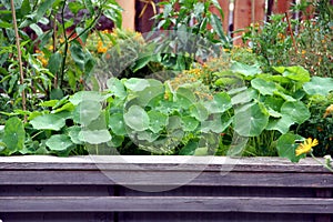 Raised garden bed with flowers and vegetable plants photo