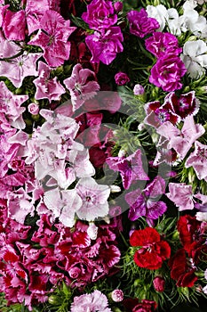 A popular fragrant biennial garden plant, Sweet William or Dianthus barbatus