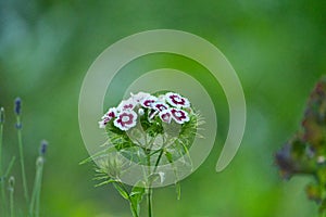 A popular fragrant biennial garden plant, Sweet William or Dianthus barbatus. Selective focus, closeup